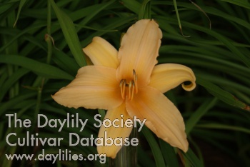 Daylily Wild Giant
